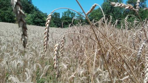 13615102_10204773733621770_3930774262641323166_n